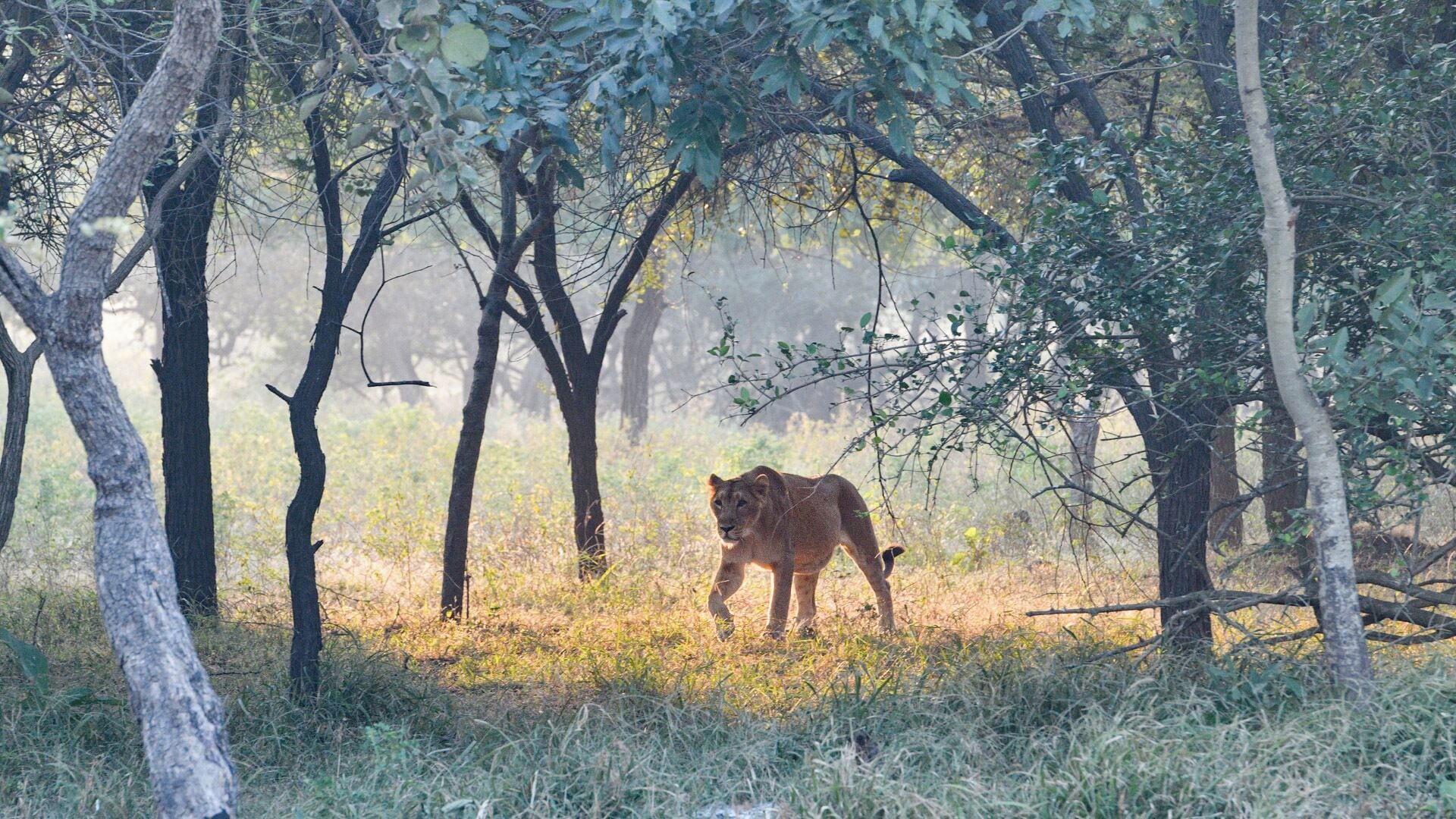 A lion in a forested area with trees and grass.