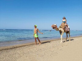 Escena de playa con un camello y una persona que lo guía.