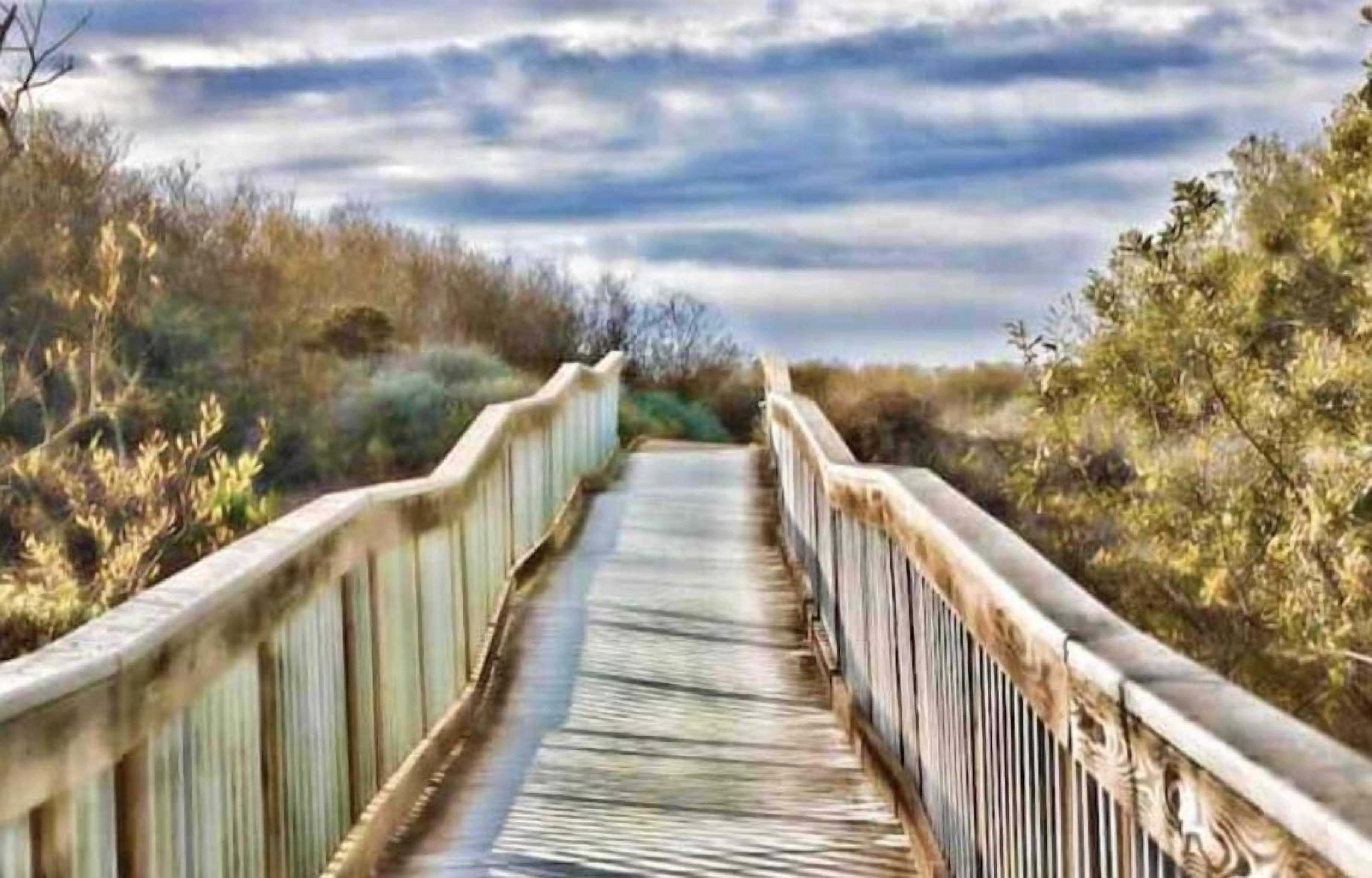 Un paseo marítimo de madera que serpentea a través de un paisaje natural con abundante vegetación a ambos lados.