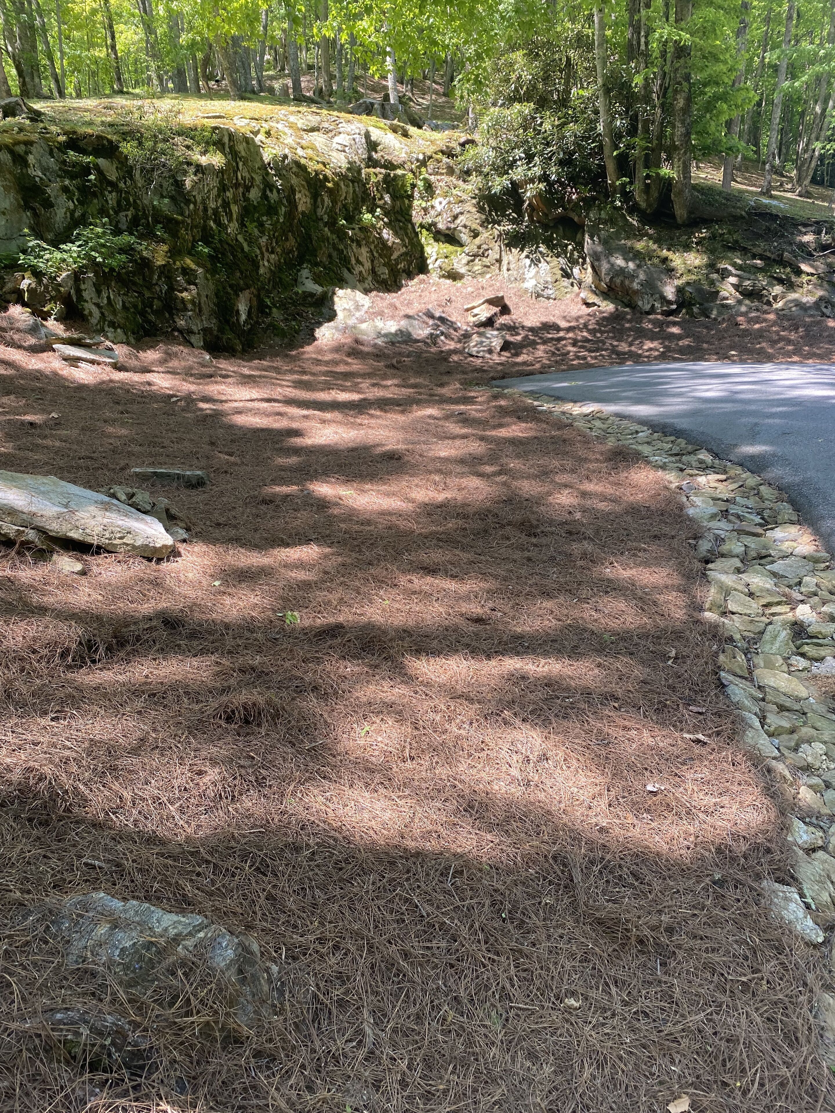 A forested area with a stone wall and a paved path curving through it.