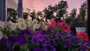 A window view of a flower bed with various colors of flowers, a white bucket labeled 'COLLAB', and trees in the background.
