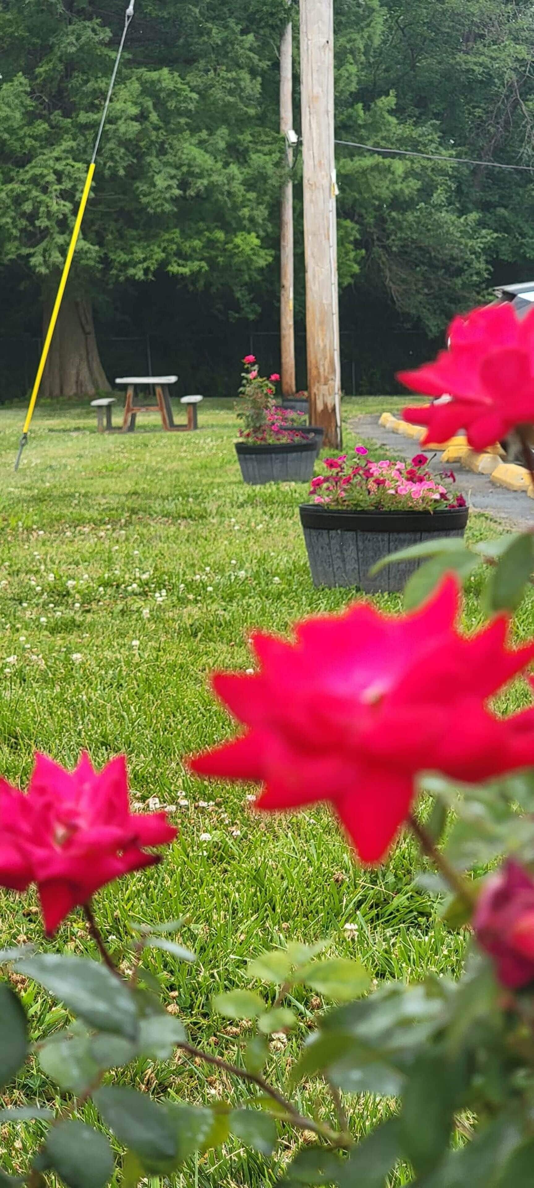 A grassy area with a picnic table and potted plants.