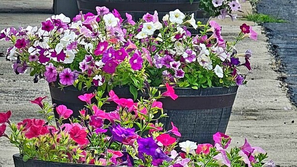 A row of flower planters with various colors of flowers along a sidewalk.