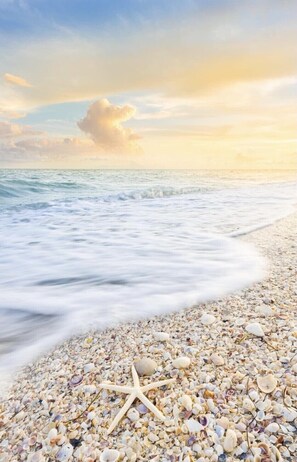 A beach with a starfish and various shells on the shore.