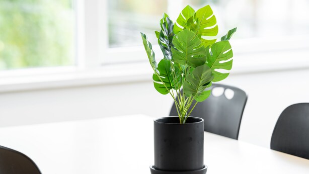 A potted plant on a white table in a room with black chairs and a window in the background.