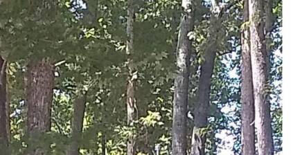 "Nomad" tiny home on 11 acre park-like farm