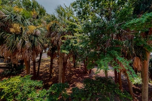 Escape to a serene tropical oasis surrounded by lush trees and natural mulch.