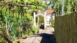 A narrow pathway flanked by lush greenery and a wooden fence, leading to a traditional building with a tiled roof.