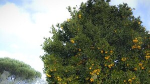 En bygning med en overdækket terrasse, omgivet af frodig vegetation og et træ med gule frugter.