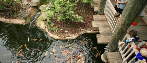 Un estanque de peces koi con una terraza de madera que lo domina.