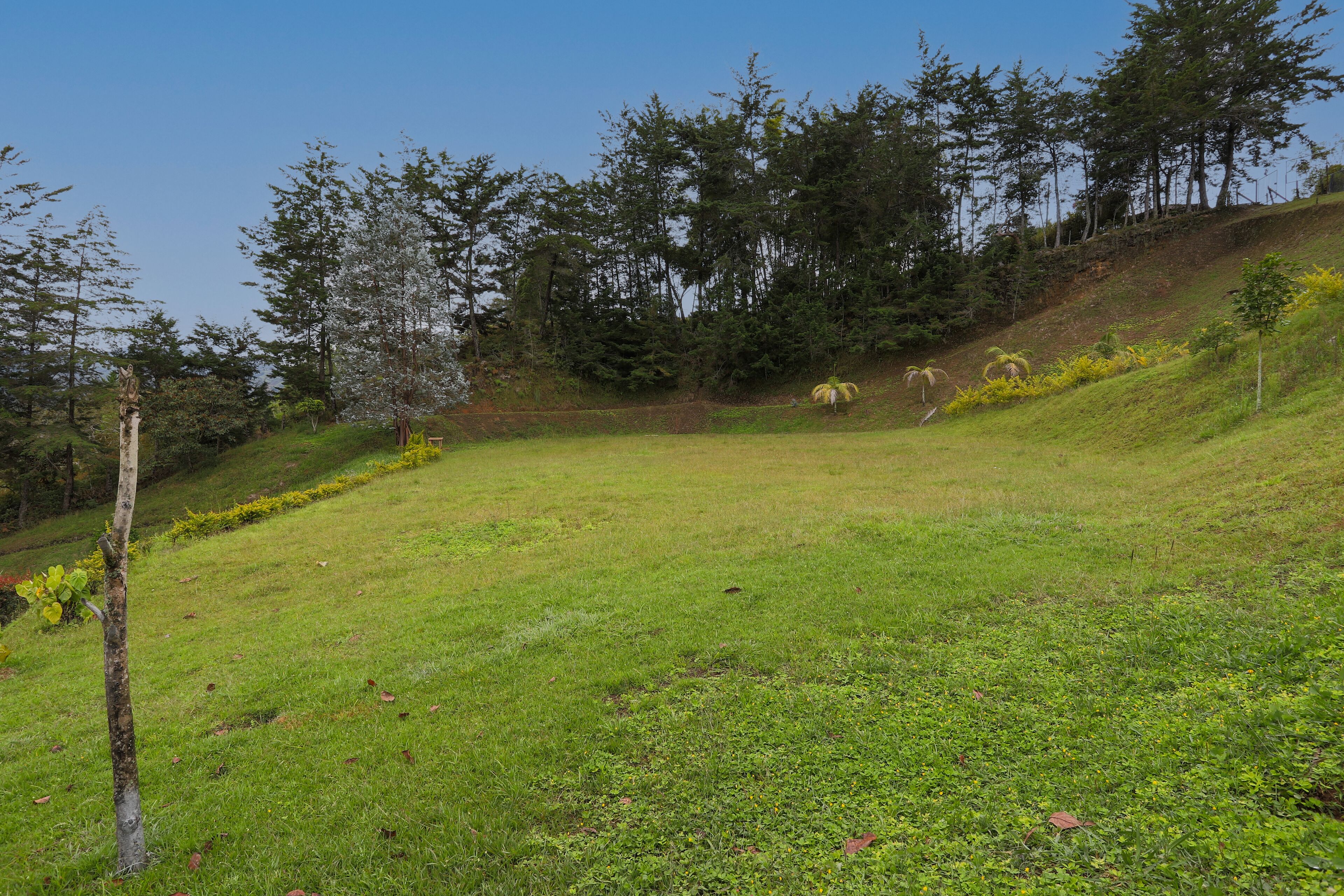 A grassy field with trees and a hill in the background.