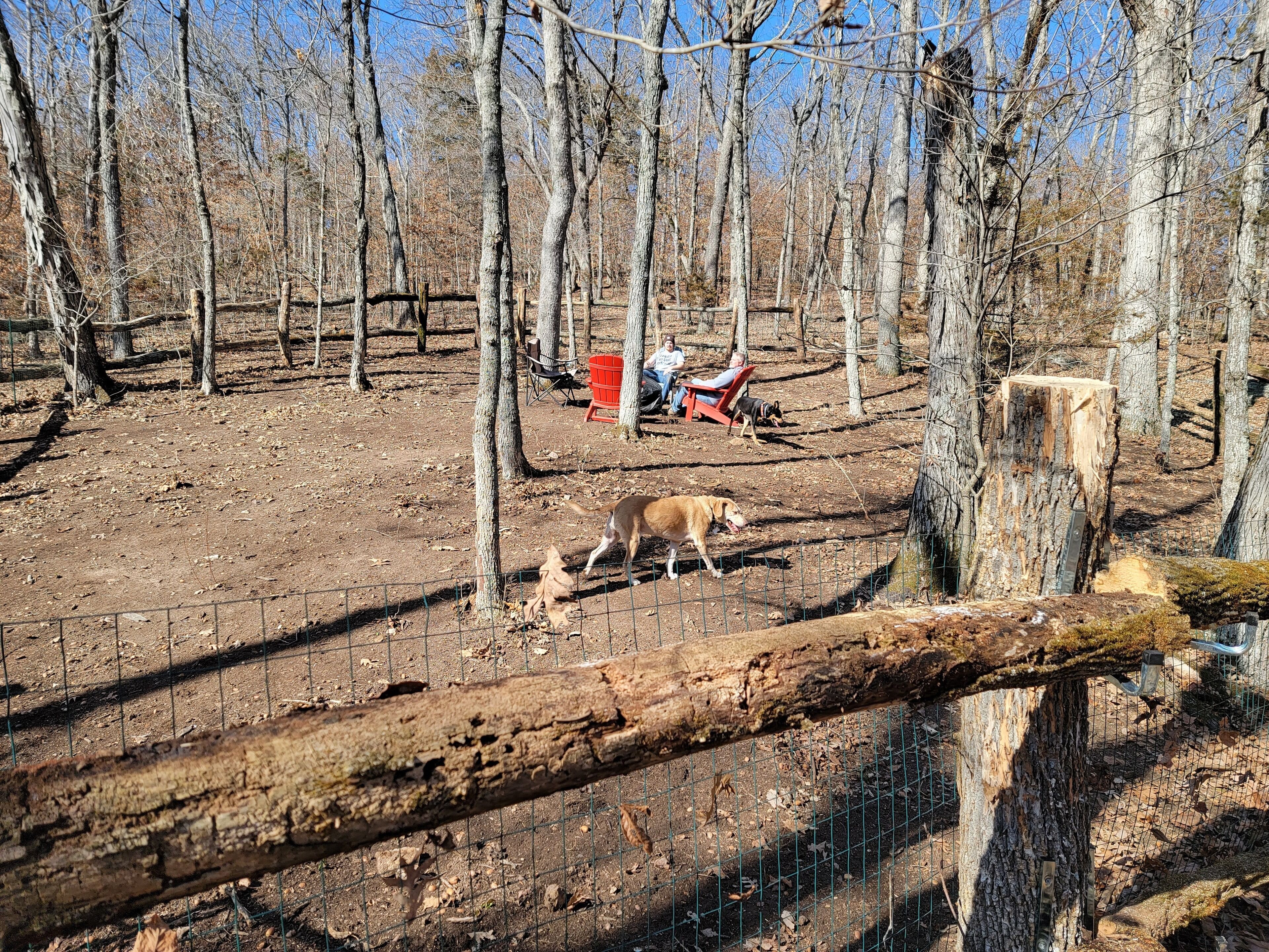 A fenced outdoor area with trees, a wooden log, and a dog walking.