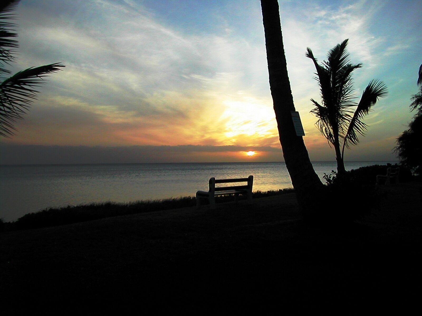 A bench by the water with palm trees in the foreground.