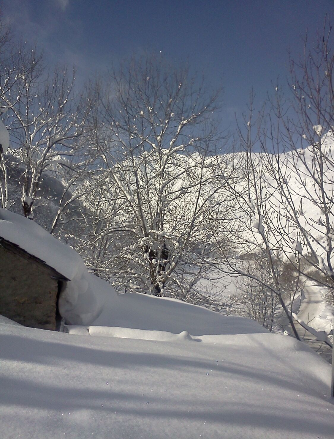 A snow-covered landscape with bare trees and a mountain in the background.