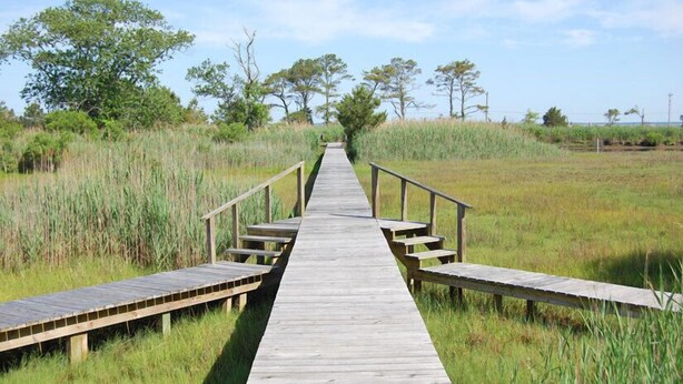 A wooden boardwalk leading through a grassy area with trees in the background.
