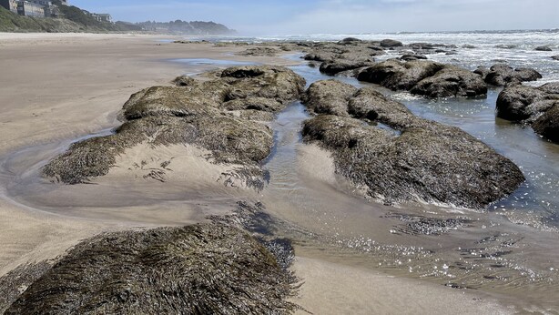 Una playa con rocas grandes y algas en el agua, una orilla arenosa y edificios al fondo.