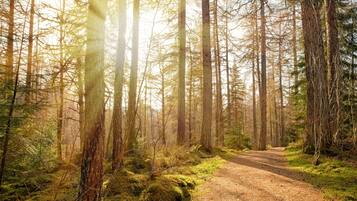 A forest path with tall trees and sunlight filtering through.