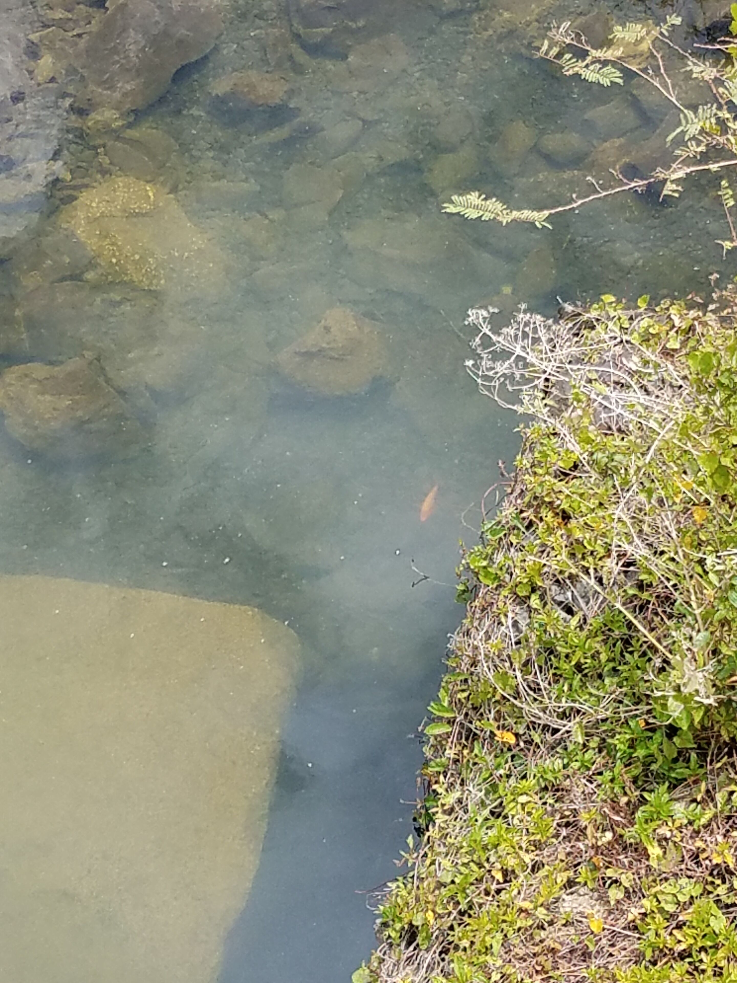 A clear view of a rocky stream with water, surrounded by greenery.