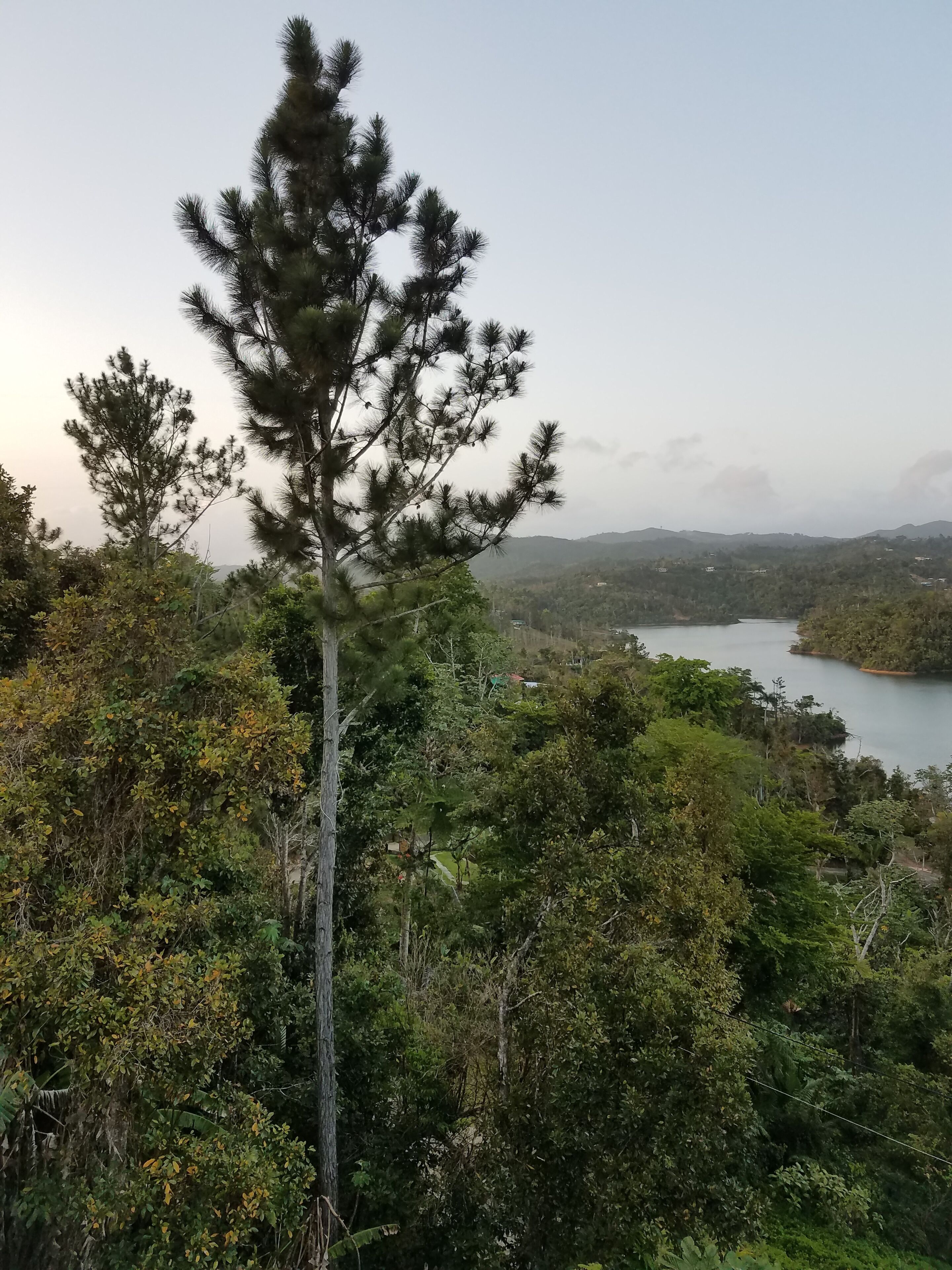 A tall pine tree in a forested area with a lake and hills in the background.