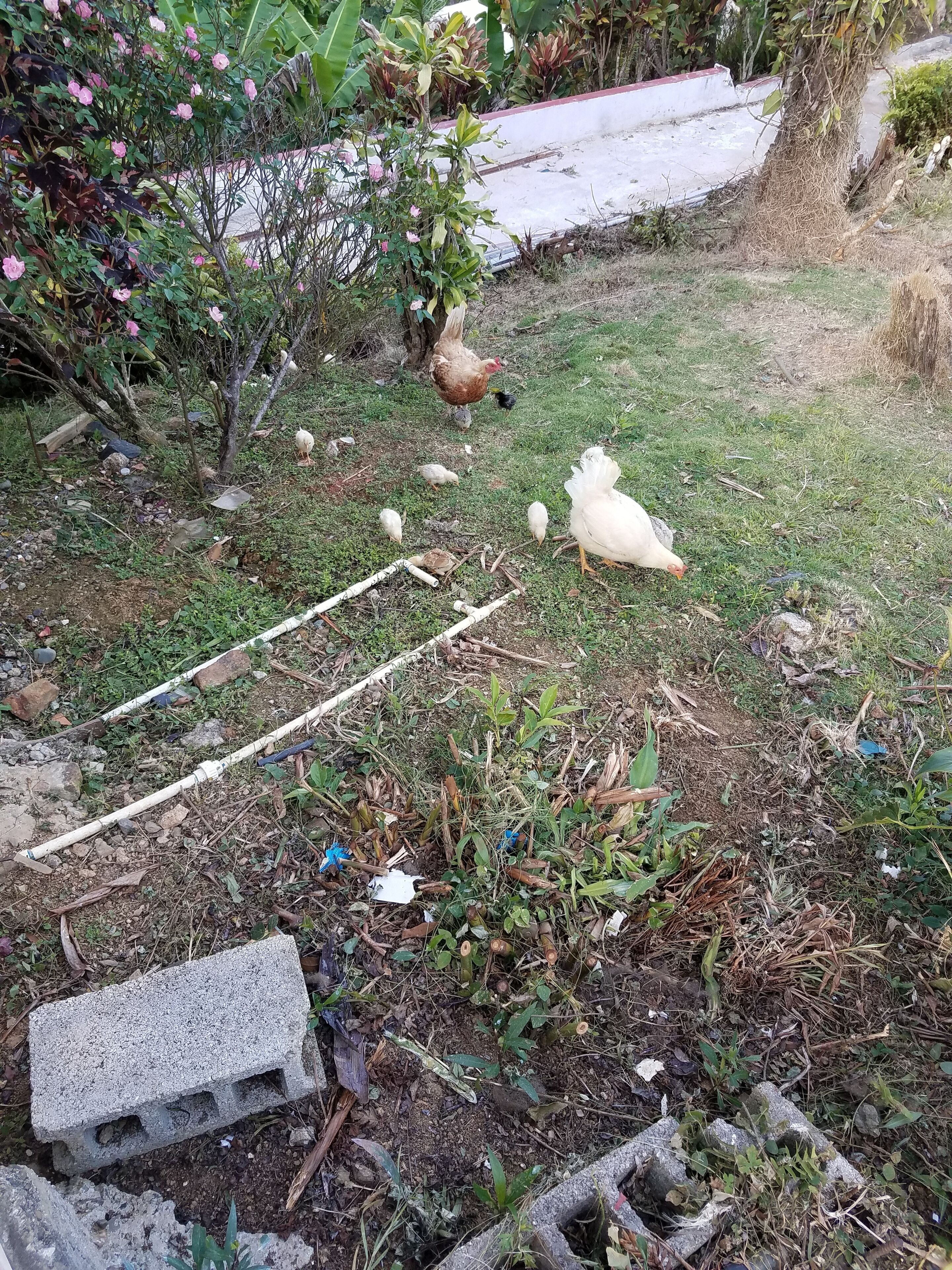 A garden with chickens, concrete blocks, and some plants.