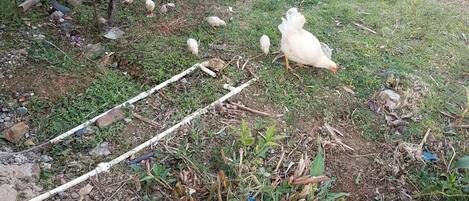 A garden with chickens, concrete blocks, and some plants.
