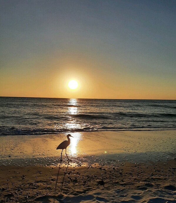 Beach - Beautiful Ocean Access Condo on Nature Preserve (Naples)