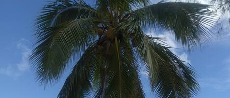Plage, chaises longues, serviettes de plage