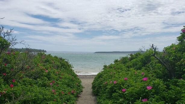 Un sentier qui mène à la mer, bordé de verdure et de fleurs roses.