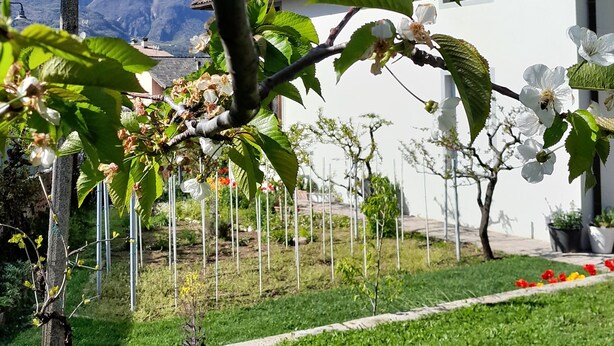 A garden with flowering trees, a white building, and mountains in the background. - Hidden Gem in Trentino  Authentic Alpine Stay in the Dolomites with AC (Mattarello)