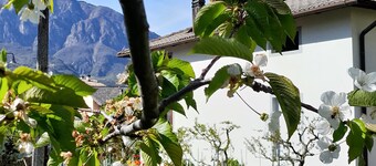 Hidden Gem in Trentino  Authentic Alpine Stay in the Dolomites with AC