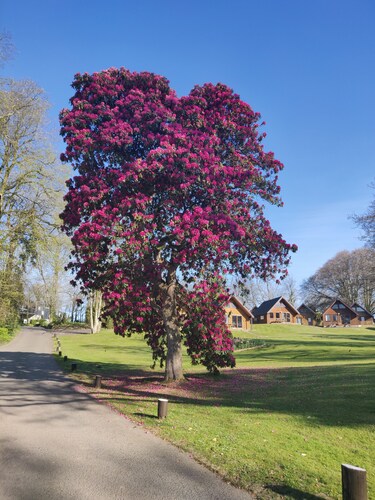 Blissful Escape Hengar Manor Cornwall