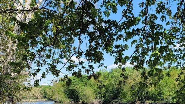 Eine Holzterrasse mit Geländer, die auf einen ruhigen Fluss mit üppiger grüner Umgebung blickt.