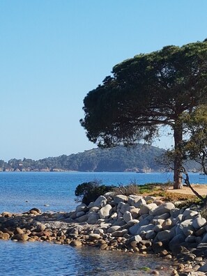 A coastal scene with a large tree, rocky shoreline, and distant hills. - Duplex A 5min de la Plage (Zonza)