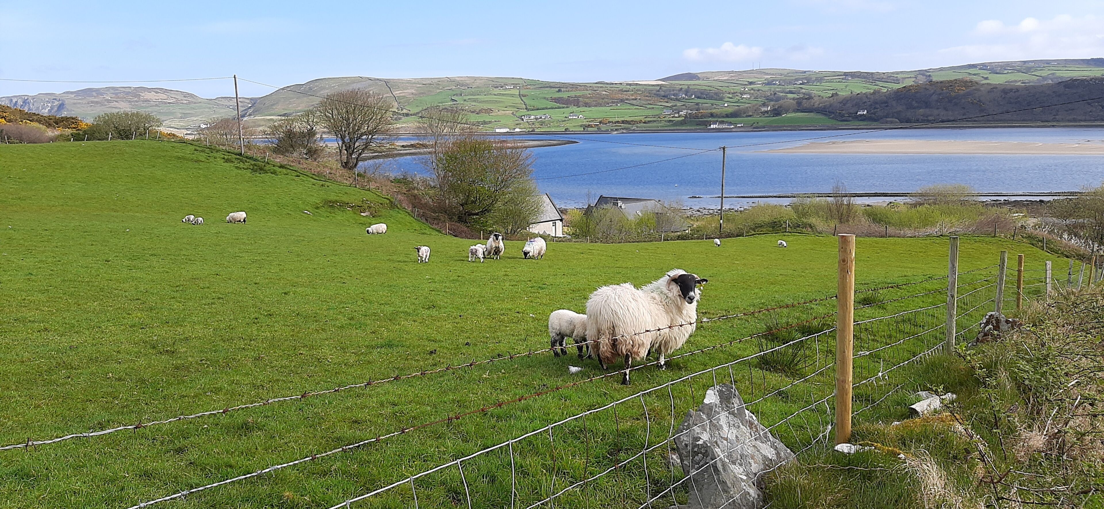 A grassy field with a body of water in the background, a wooden fence, and a few sheep grazing.