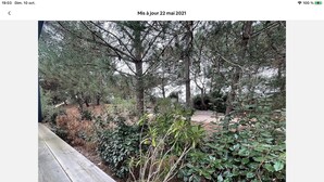 Une terrasse en bois, avec un feuillage dense et des arbres en arrière-plan.