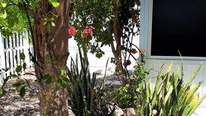 A tree with green leaves, a white fence, and a potted plant with long green leaves. - Entire Villa for Rent, Leeward / Grace Bay, Short Walk to Sunset Beach (Providenciales)
