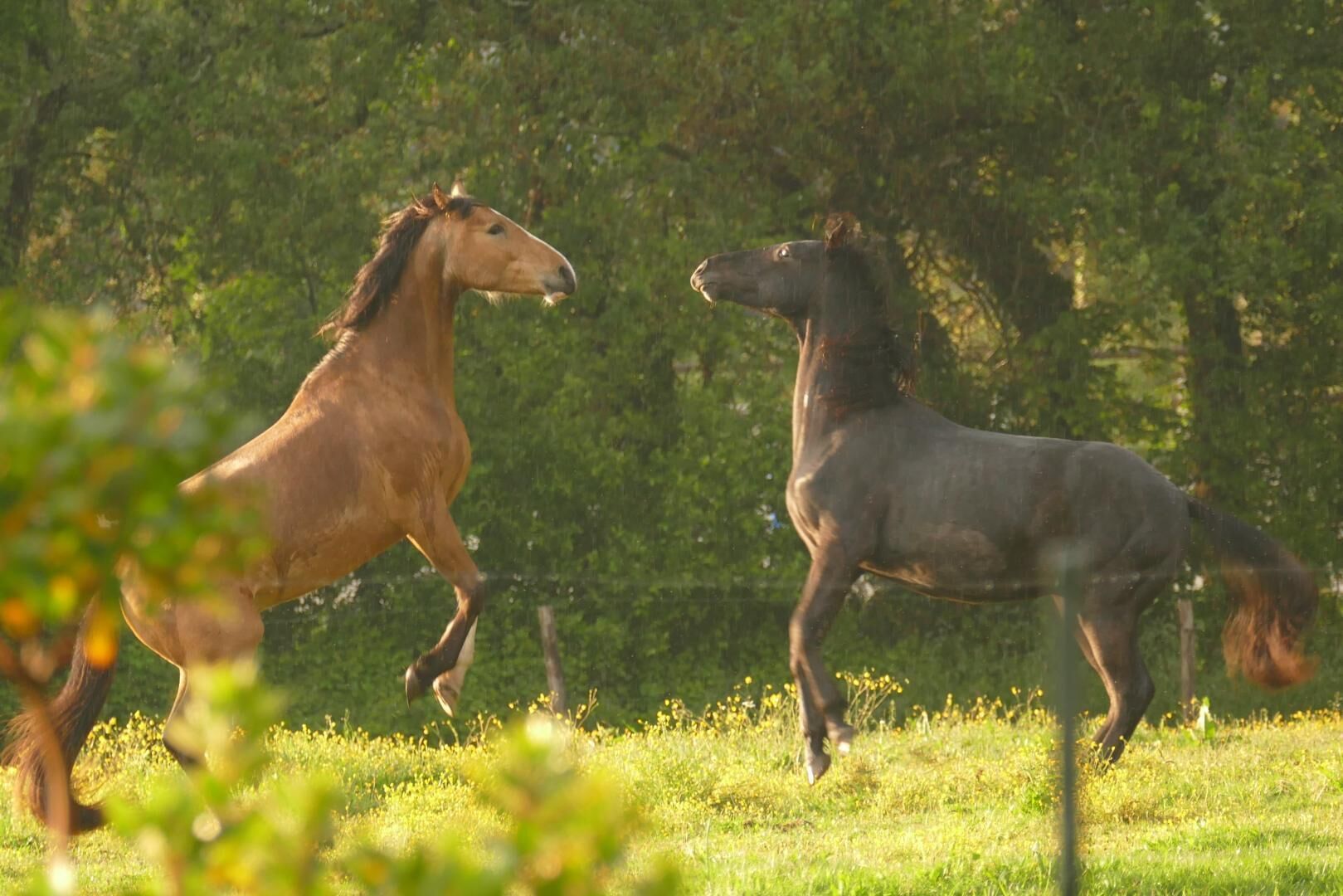 Two horses in a grassy field with trees in the background.