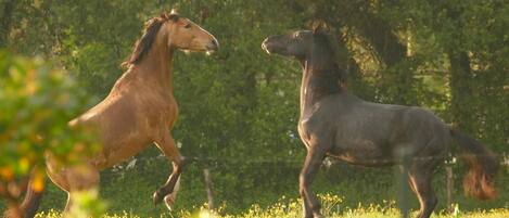 Two horses in a grassy field with trees in the background.