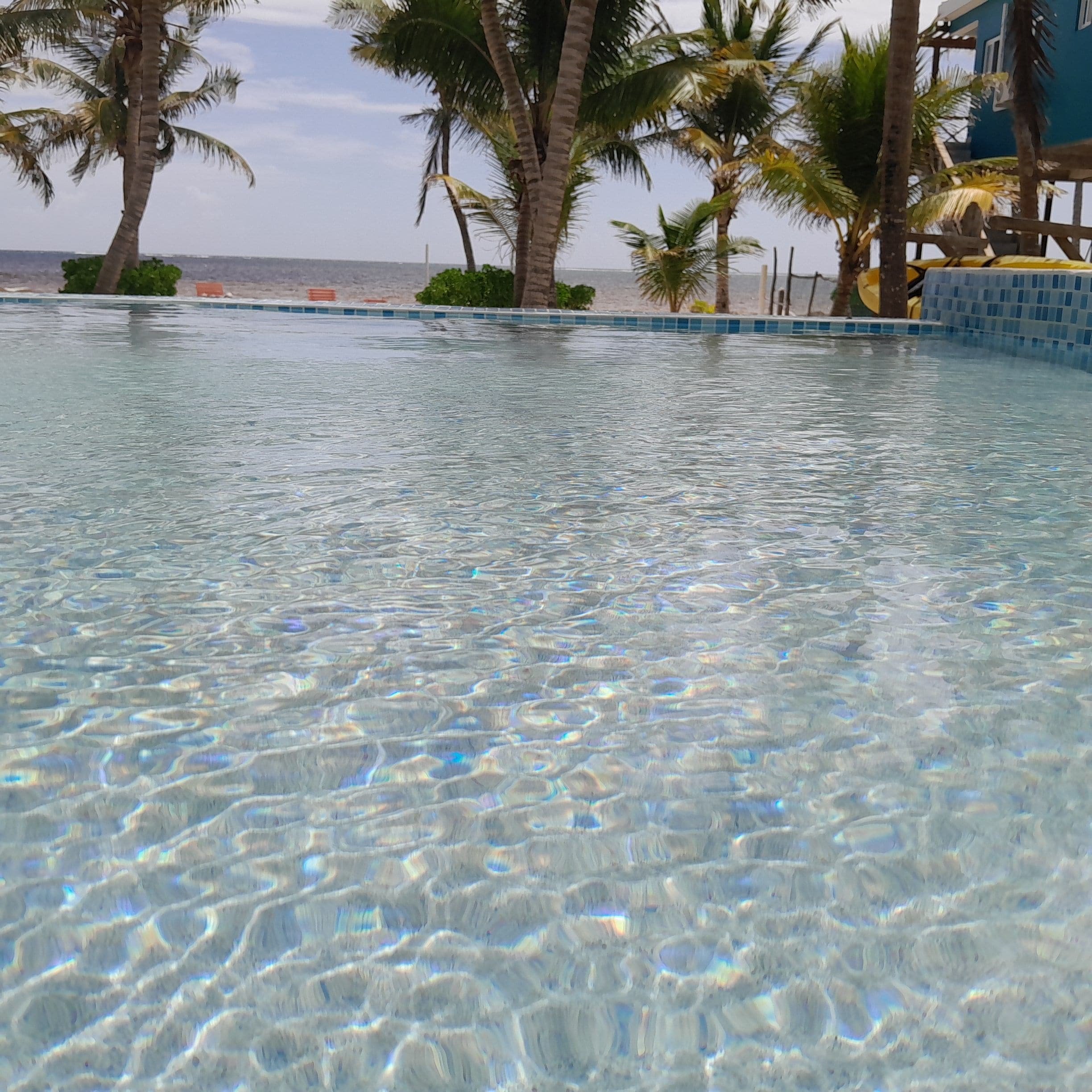 A clear swimming pool with a tiled edge, surrounded by palm trees and a building with a blue facade.