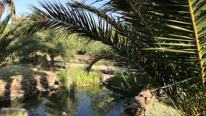 Un estanque sereno con borde de piedra, rodeado de exuberante vegetación y palmeras.