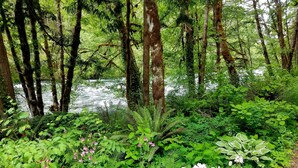 Ein üppiger Wald mit einem Fluss, dichtem Grün und verschiedenen Pflanzen und Blumen.