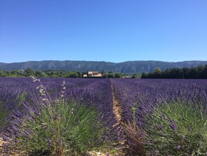 Property grounds - Stone farmhouse with large pool in Ménerbes, Luberon (Ménerbes)
