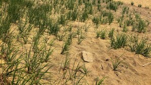 Une plage avec des dunes de sable et une végétation clairsemée.