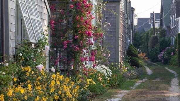 Un étroit sentier bordé de bâtiments, avec des plantes à fleurs et des arbustes.