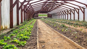 Een kas met rijen planten en een centrale doorgang.