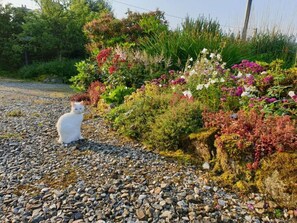 Stroll through a serene garden surrounded by lush plants and vibrant flowers.