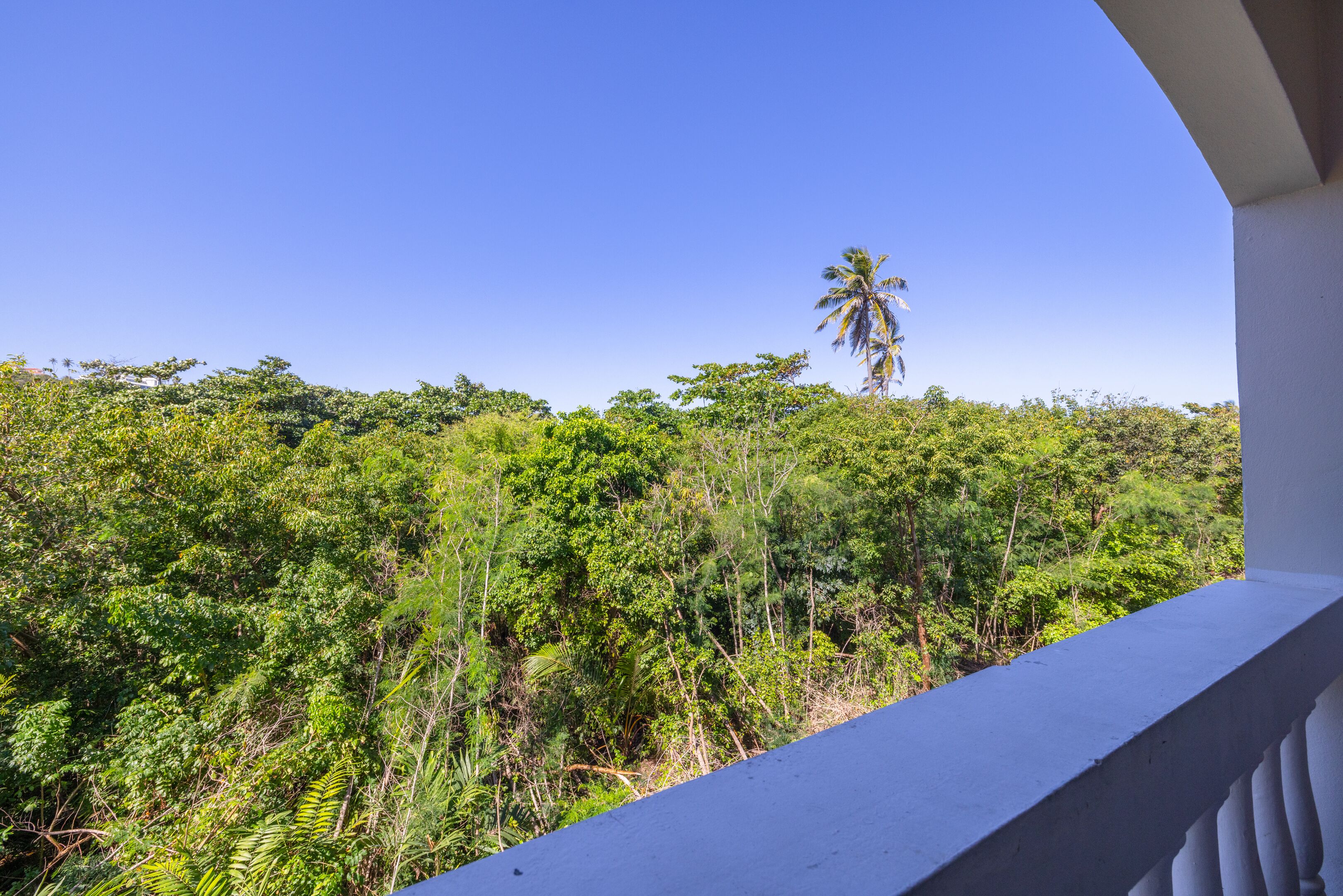 A balcony with a view of dense green foliage and a palm tree in the distance.