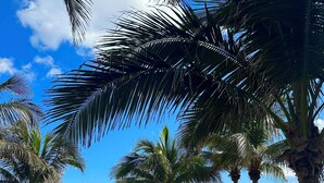 A beach with palm trees, thatched umbrellas, and a sandy area with chairs.