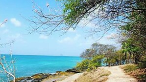 Un sentier côtier avec un chemin de terre, une rive rocheuse et des arbres.