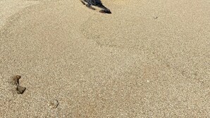 Eine Meeresschildkröte an einem sandigen Strand, im Hintergrund Wellen.